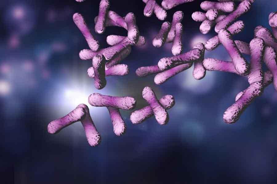 Mehrere kleine längliche Bakterien vor einem dunklen Hintergrund.