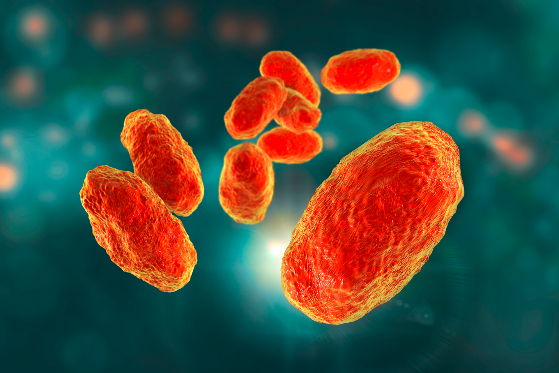 Bakterium Haemophilus influenzae Typ b (Hib)