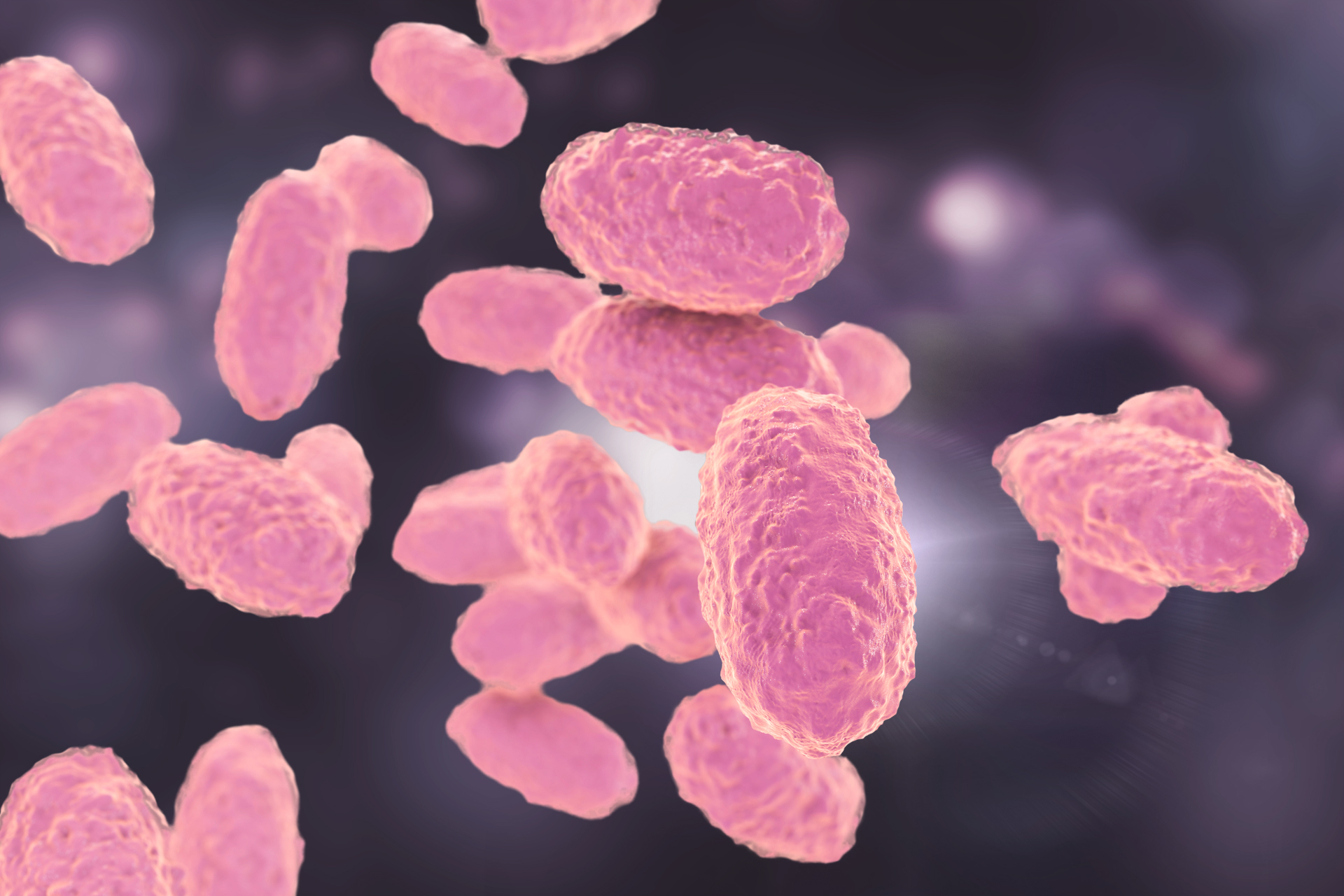 Keuchhusten-Erreger vor dunklem Hintergrund.