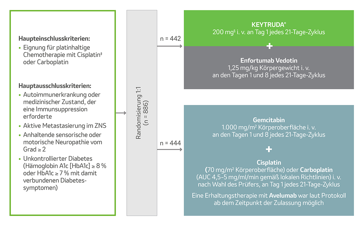 : Die Abbildung zeigt das Studiendesign der KEYNOTE-A39 mit den beiden Behandlungsarmen. Grafik modifiziert von MSD nach Daten von Powles T et al. 2024.1