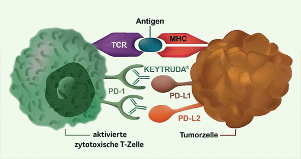 Die Abbildung zeigt den Wirkmechanismus von KEYTRUDA®.