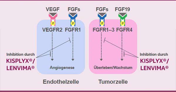 Die Abbildung zeigt den Wirkmechanismus von KISPLYX®.