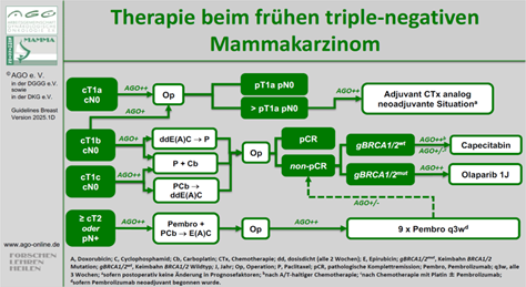 Die Abbildung zeigt einen Ausschnitt aus dem Therapiealgorithmus der AGO-Empfehlungen zum frühen triple-negativen Mammakarzinom (TNBC). Die therapeutische Intervention mit KEYTRUDA® in Kombination mit Chemotherapie (Paclitaxel und Carboplatin, dann Epirubicin (oder Doxorubicin) und Cyclophosphamid) als neoadjuvante Therapie sowie anschließend nach Operation als adjuvante Monotherapie wird von der AGO (≥ cT2 oder pN+) für geeignete Patienten mit einer „++“-Bewertung empfohlen. Abbildung modifiziert nach Empfehlungen der AGO, Kommission Mamma, 2025.1