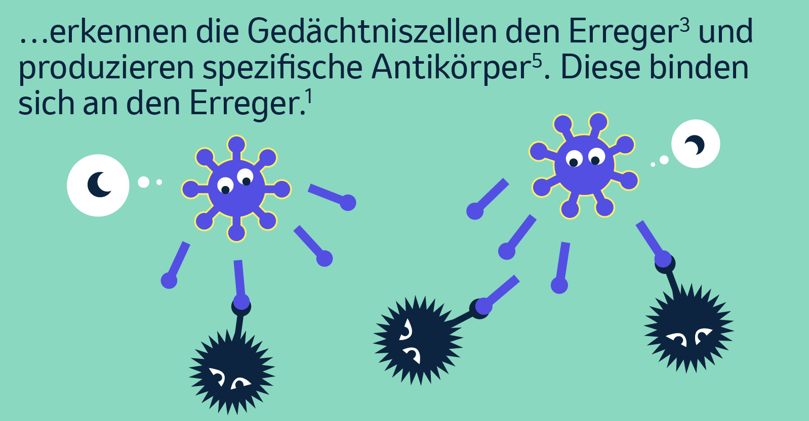 …erkennen die Gedächtniszellen den Erreger und produzieren spezifische Antikörper. Diese binden sich an den Erreger