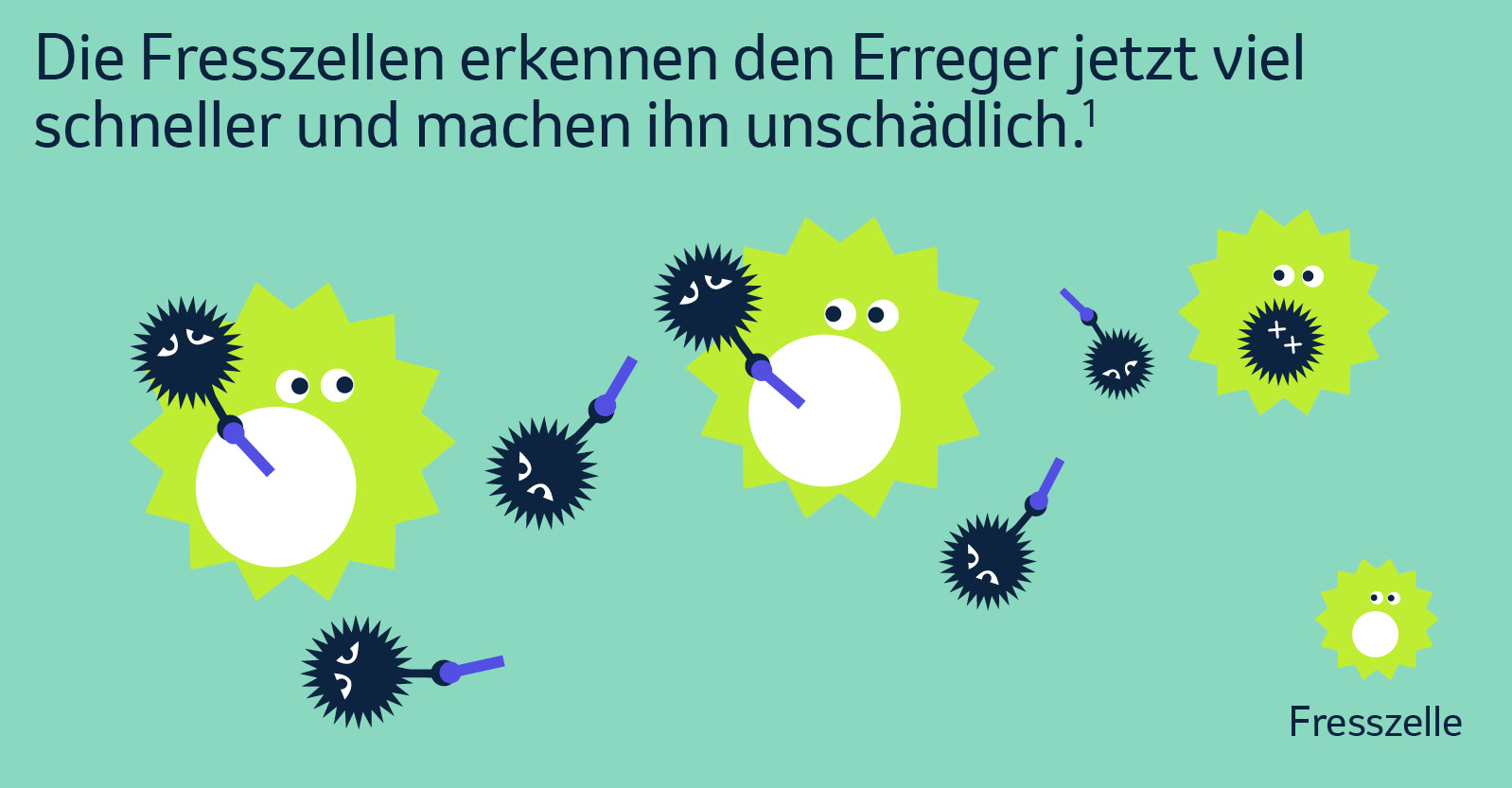 Die Fresszellen erkennen den Erreger jetzt viel schneller und machen ihn unschädlich.