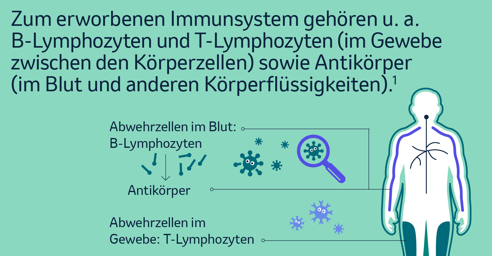 Zum erworbenen Immunsystem gehören u. a. B-Lymphozyten, T-Lymphozyten und Antikörper.