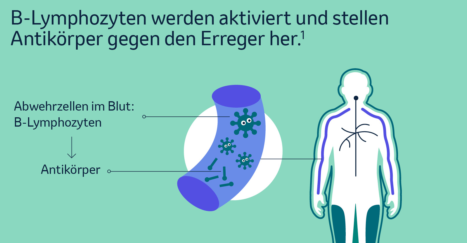B-Lymphozyten werden aktiviert und stellen Antikörper gegen den Erreger her.