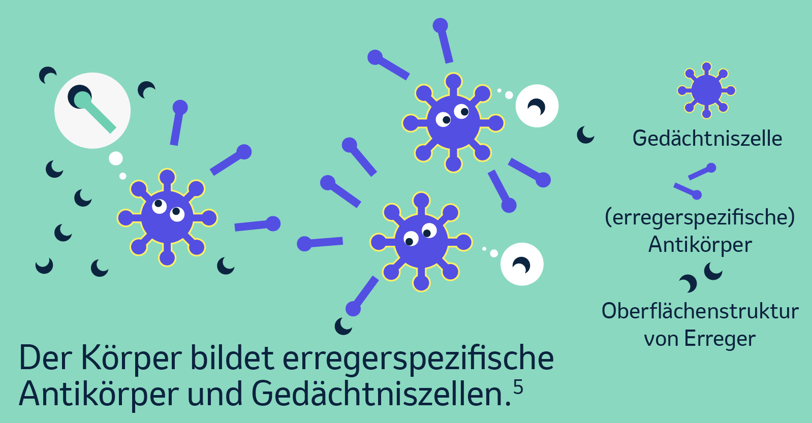 Der Körper bildet erregerspezifische Antikörper und Gedächtniszellen.