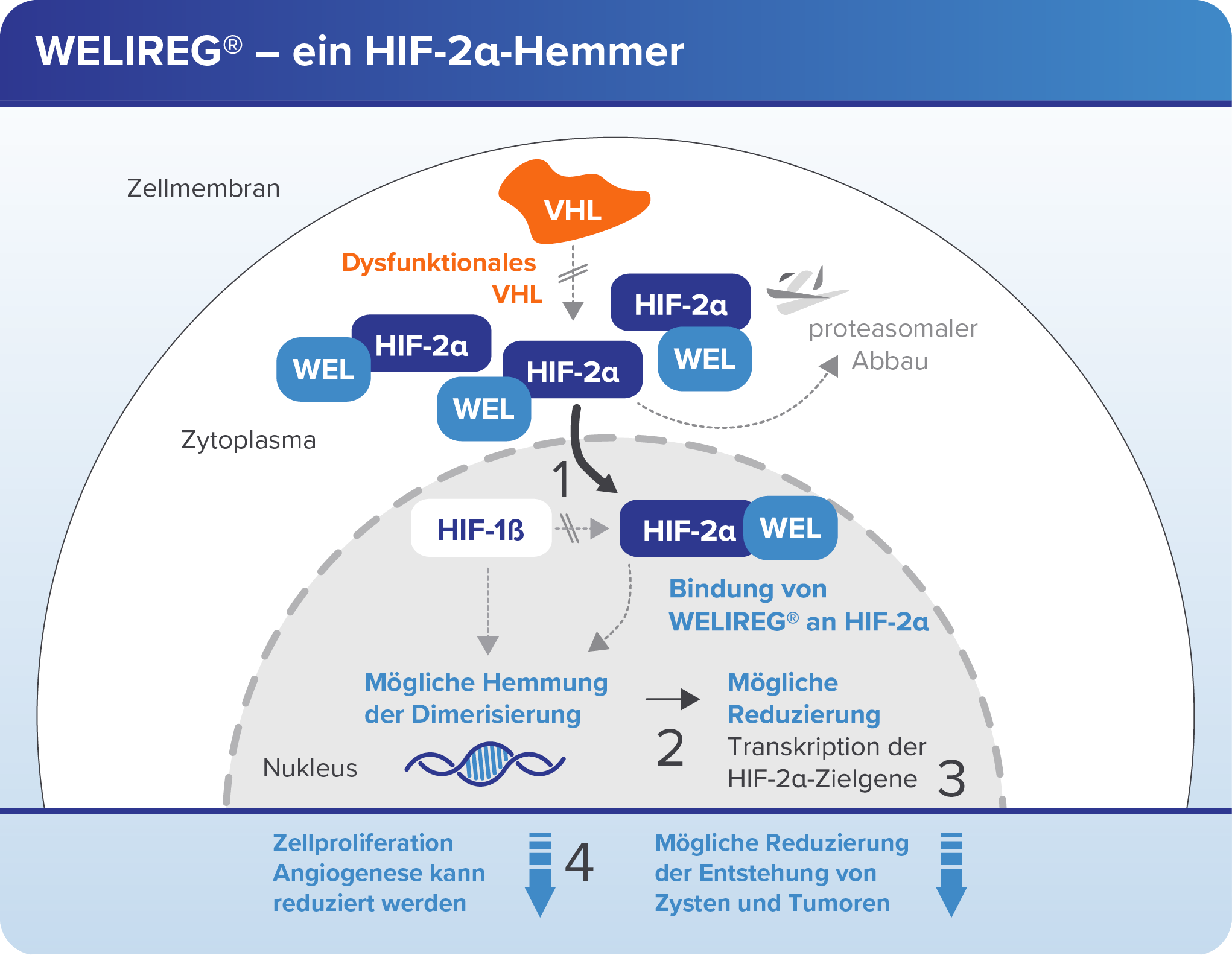 : Die Abbildung zeigt den Wirkmechanismus von WELIREG®.
