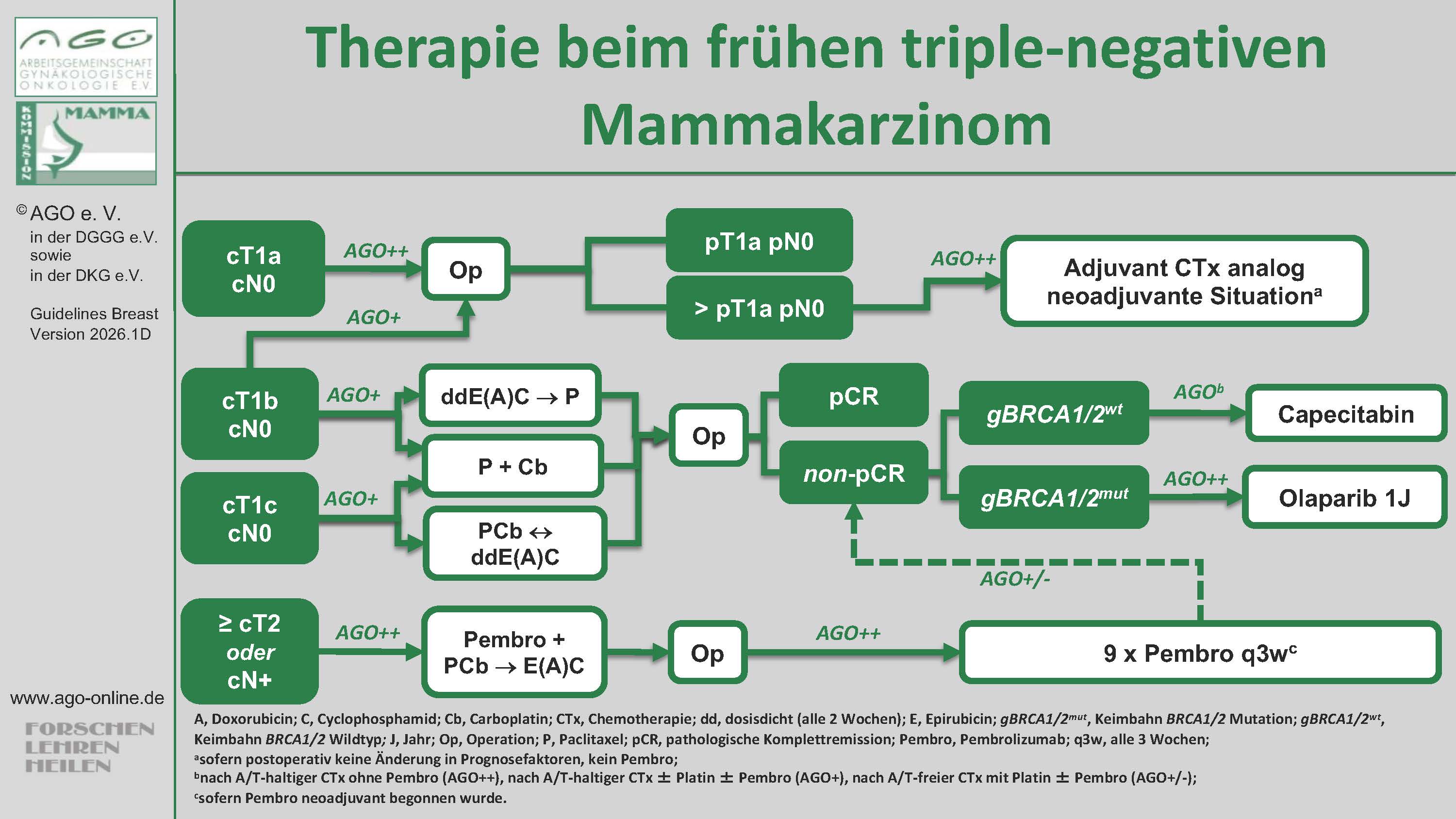 Die Abbildung zeigt einen Ausschnitt aus dem Therapiealgorithmus der AGO-Empfehlungen zum frühen triple-negativen Mammakarzinom (TNBC). Die therapeutische Intervention mit KEYTRUDA® in Kombination mit Chemotherapie (Paclitaxel und Carboplatin, dann [Epirubicin oder Doxorubicin] und Cyclophosphamid) als neoadjuvante Therapie, sowie anschließend nach Operation als adjuvante Monotherapie wird von der AGO (≥ cT2 oder cN+) für geeignete Patientinnen mit einer „++“-Bewertung empfohlen. Abbildung modifiziert nach Empfehlungen der AGO, Kommission Mamma, 2026.1