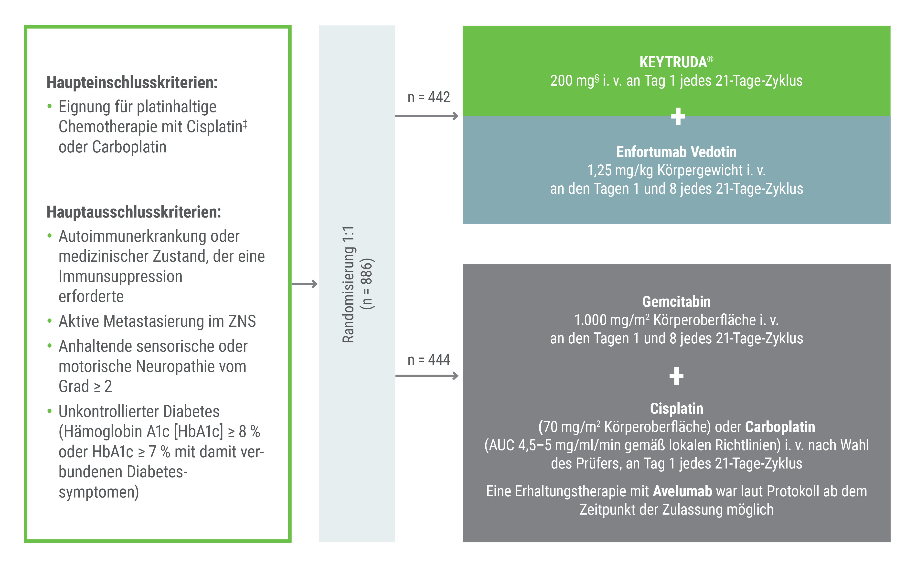 Die Abbildung zeigt das Studiendesign der KEYNOTE-A39 mit den beiden Behandlungsarmen. Eingeschlossen wurden 886 Patienten mit nicht resezierbarem oder metastasierendem Urothelkarzinom, die für eine Platin-haltige Chemotherapie mit Cisplatin‡ oder Carboplatin geeignet waren. Von der Studie ausgeschlossen waren Patienten mit einer Autoimmunerkrankung oder einer Erkrankung, die eine Immunsuppression erforderte, aktiven ZNS-Metastasen, anhaltender sensorischer oder motorischer Neuropathie ≥ Grad 2 oder unkontrolliertem Diabetes, definiert als Hämoglobin A1C (HbA1c) ≥ 8 % oder HbA1c ≥ 7 % und damit verbundenen Diabetessymptomen. Die Patienten wurden randomisiert (1:1) einem der folgenden Behandlungsarme zugeteilt; die Gabe jeglicher Studienmedikation erfolgte jeweils als intravenöse Infusion:
• Pembrolizumab 200 mg über 30 Minuten an Tag 1 und Enfortumab vedotin 1,25 mg/kg an den Tagen 1 und 8 jedes 21-Tage-Zyklus.
• Gemcitabin 1 000 mg/m2 an den Tagen 1 und 8 und nach Maßgabe des Prüfarztes entweder Cisplatin 70 mg/m2 oder Carboplatin (AUC 4,5 oder 5 mg/ml/min gemäß lokalen Richtlinien) an Tag 1 jedes 21-Tage-Zyklus. Eine Erhaltungstherapie mit Avelumab war laut Protokoll ab dem Zeitpunkt der Zulassung möglich.
Grafik modifiziert von MSD nach Daten von Powles T et al. 2024.1